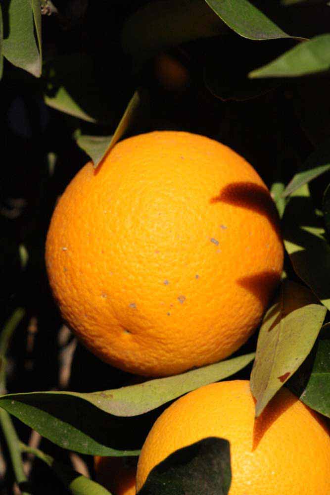              Fruit (Riverside, CA)       